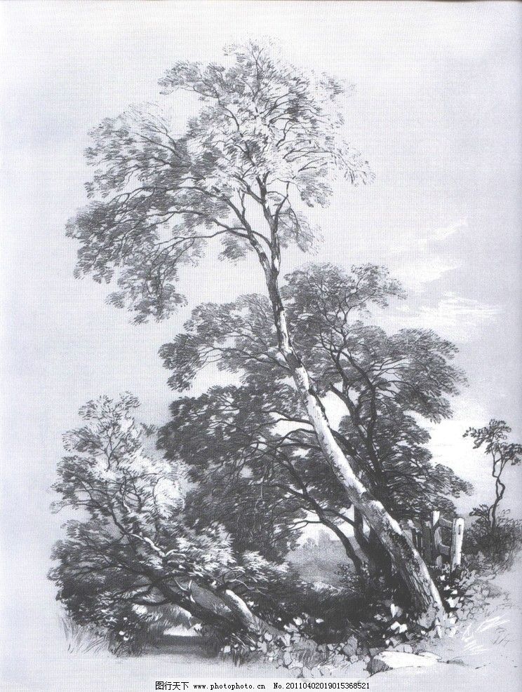 素描风景画树木图片展示