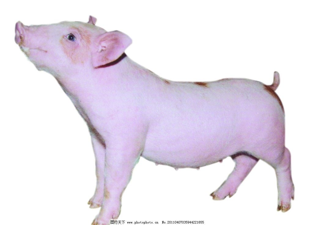 猪价失守仔猪价格击穿21个月新低！11月需求旺季猪价能否上涨？