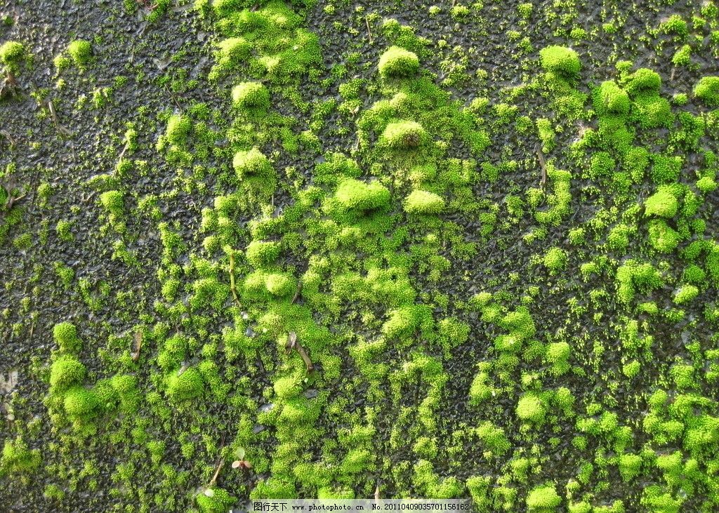 青苔图片