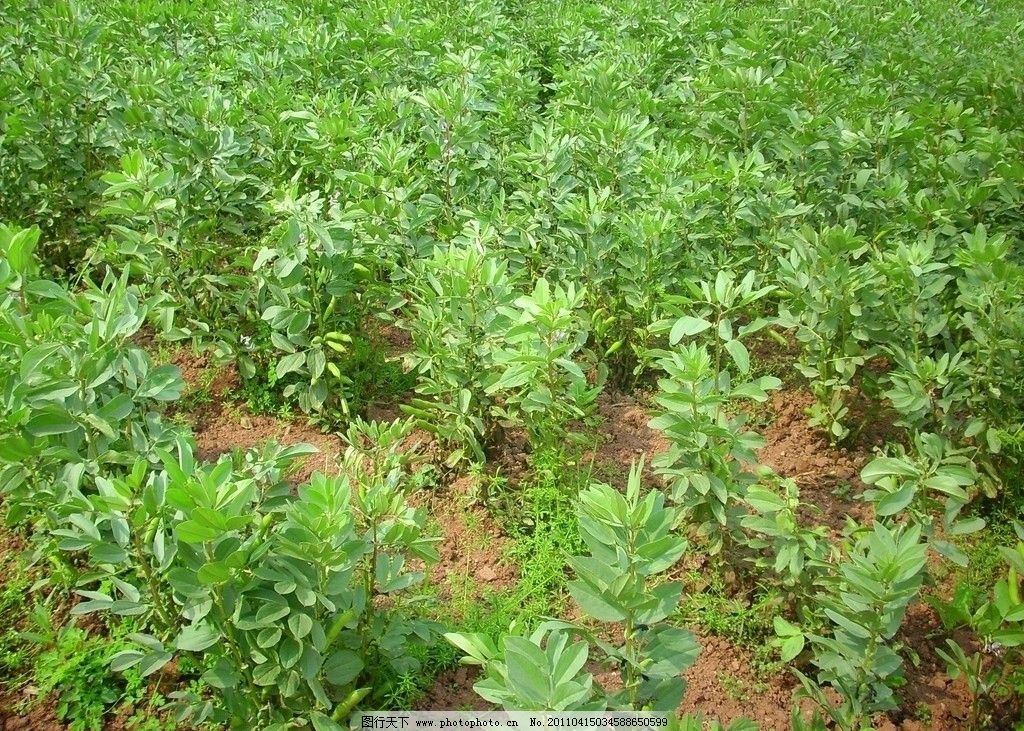 胡豆开花歌词歌谱