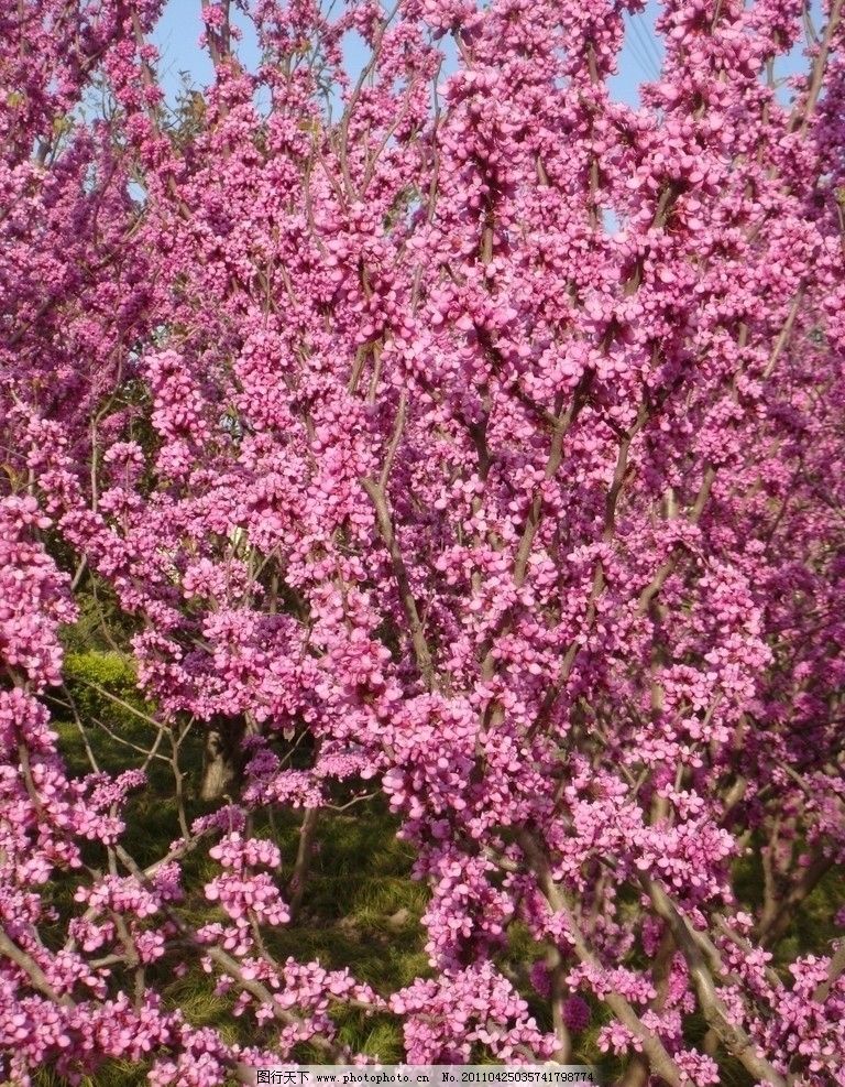 紫荆花-紫荆花图片