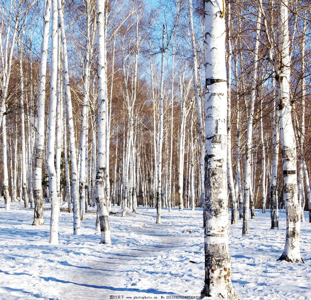 白桦林雪景图片