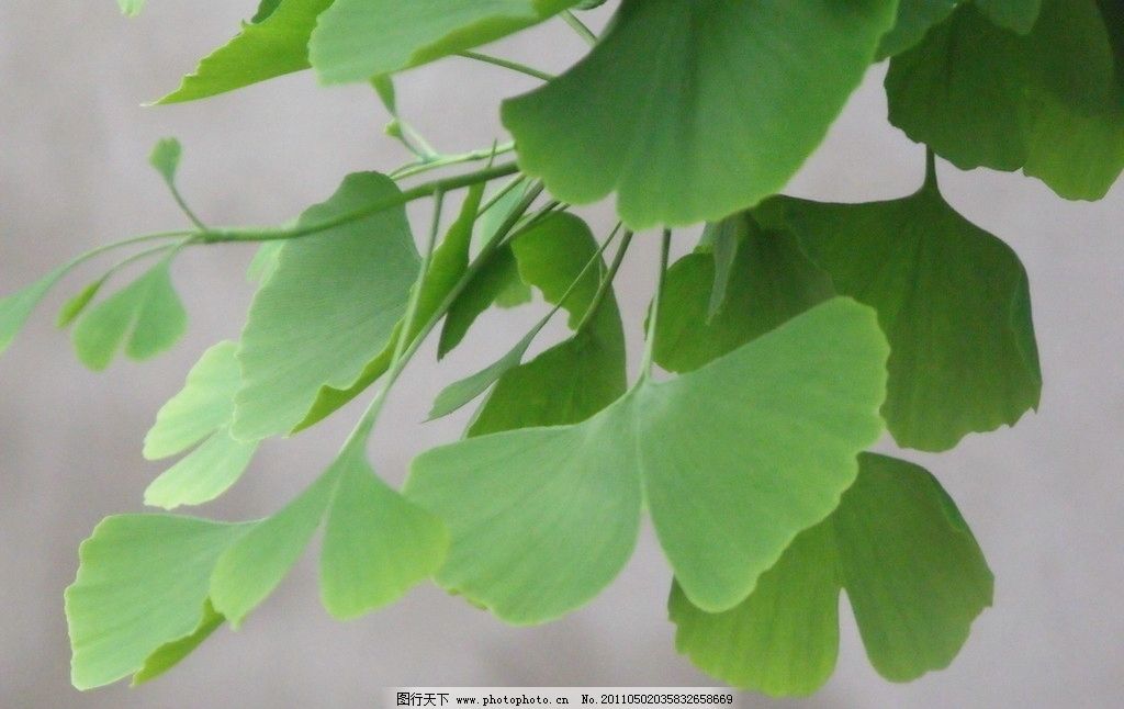 摆在木桌上的米粒米饭摄影高清图片