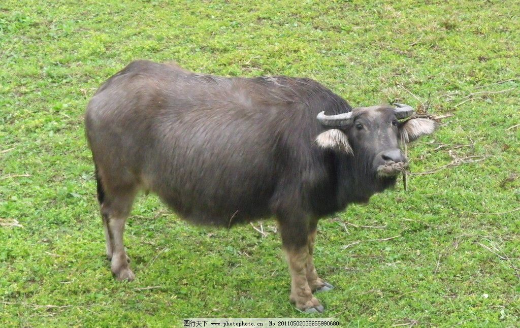 梦境探索，解析梦见自己骑水牛爬上高坡的深层含义