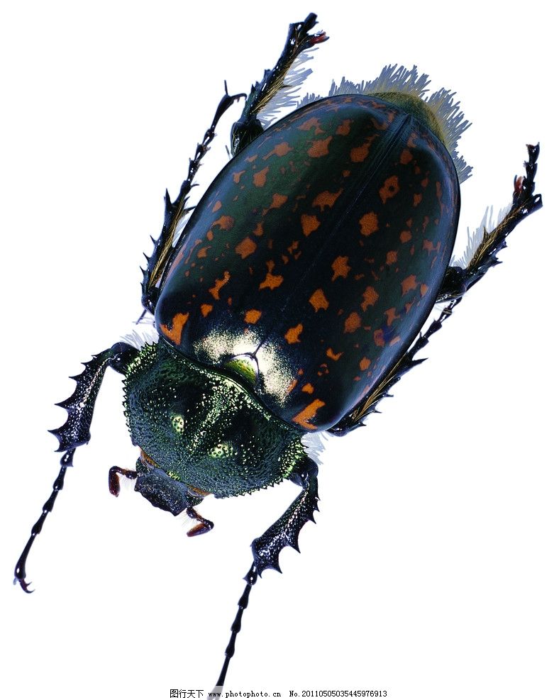 天牛 昆虫 动物 自然 恐怖 虫 爬虫图片