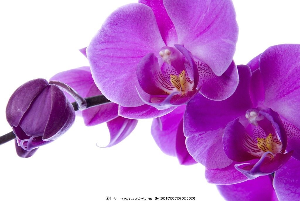 兰花艺术字_兰花 名片设计 名片模板 艺术名片 卡片 名片卡片 广告设计 矢量 cdr