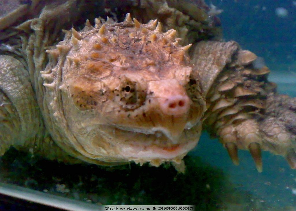 龟龟 龟 可爱 生物 海洋 海洋生物 生物世界 摄影 300dpi jpg图片