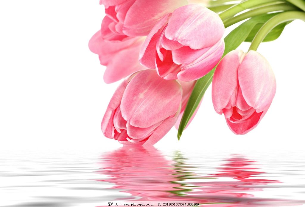 粉红色郁金香花朵矢量素材编号:20140318073356|粉红色郁金香花朵矢量素材(编号:20140318073356)