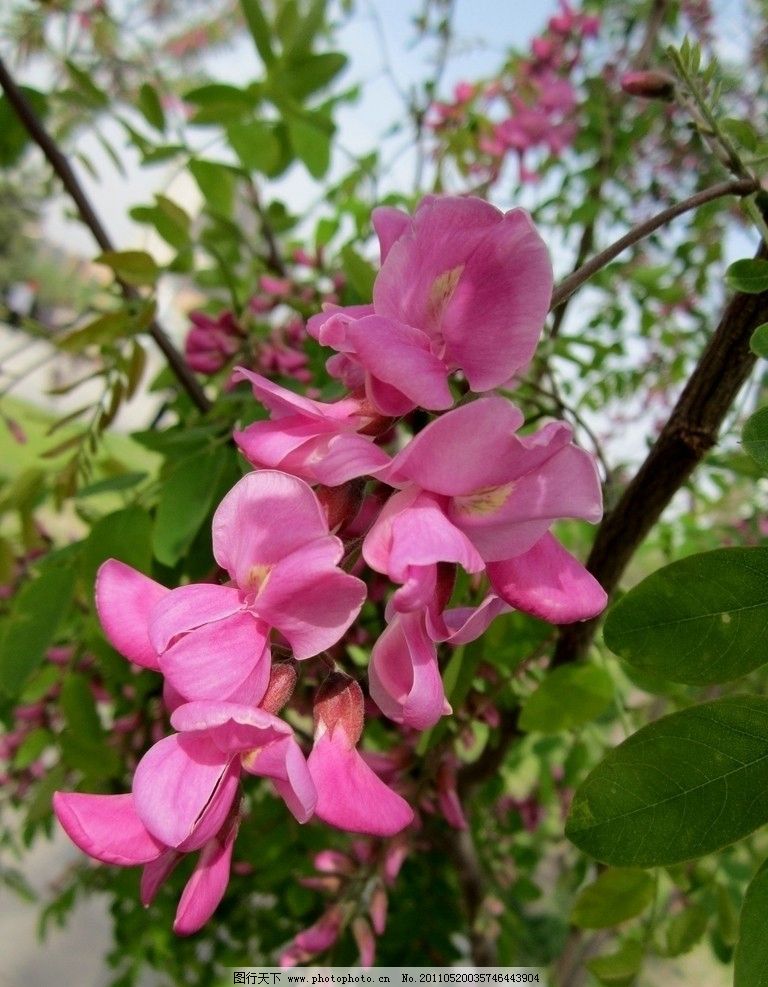 红槐花能不能吃