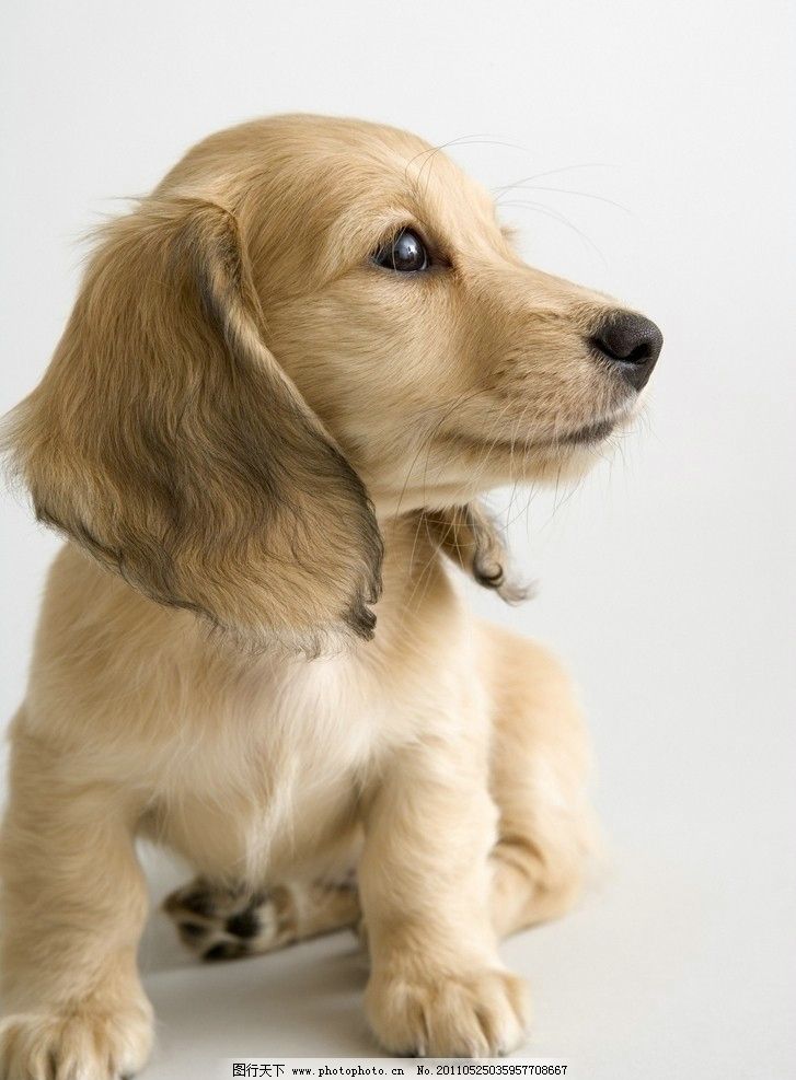 梦境的奇妙之旅,解析梦见自己生了两只小狗的深层含义 梦境的奇妙之旅,解析梦见自己生了两只小狗的深层含义