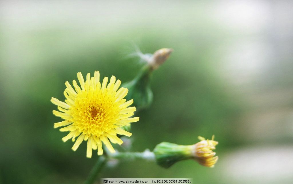 苦菜花 夏日 苦菜 黄花图片