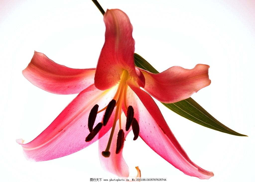 为什么百合花几天不晒太阳叶子就耷拉下来了?