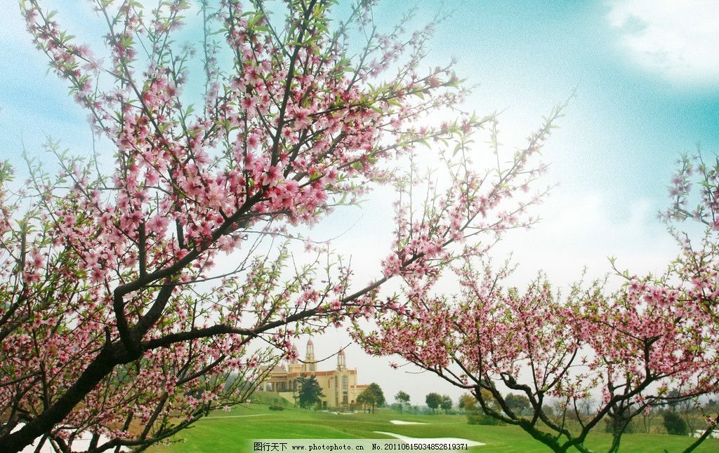 梦境的丰盈，梦见桃树上桃子被我摘尽的象征意义与心灵启示