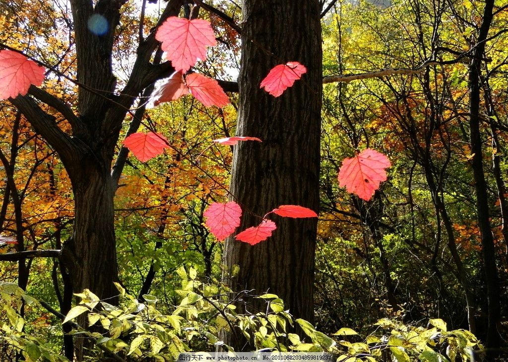 红色枫叶图片,树木 阳光沐浴 落叶 飘落的叶子 