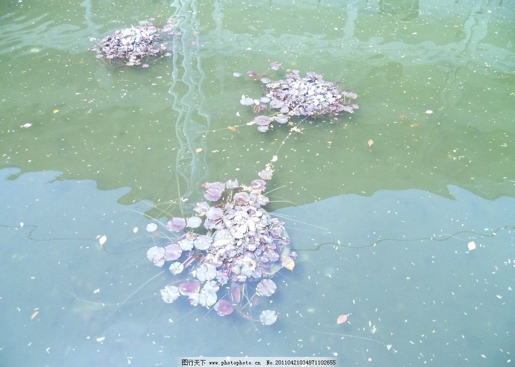 死水,城市一角,睡莲,jpg,生活素材,生活百科,摄影,180DPI,JPG