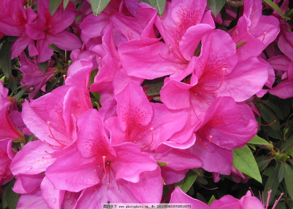 杜鹃花,花,草,自然风景,旅游摄影,花花草草,鲜花,花草,生物世界,摄影,180DPI,JPG