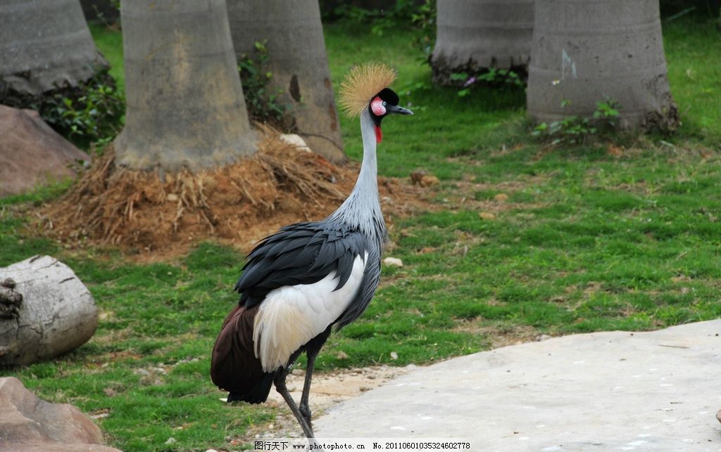 金鹤,鸟类,动物,生物,摄影,生物世界,300DPI,JPG